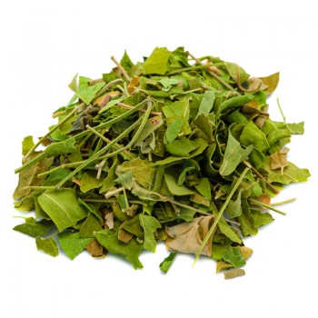 Moringa Foglie